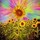 Last commented by Anita Rushlow