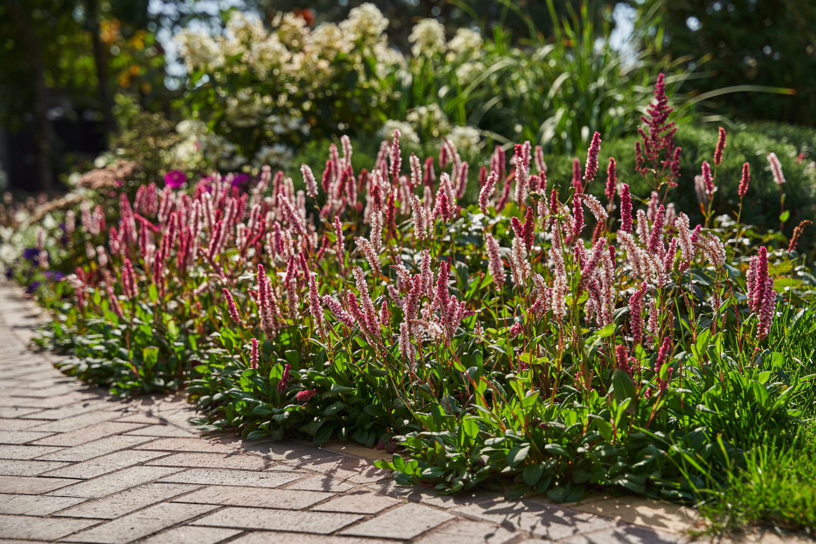 Сад в розовой дымке