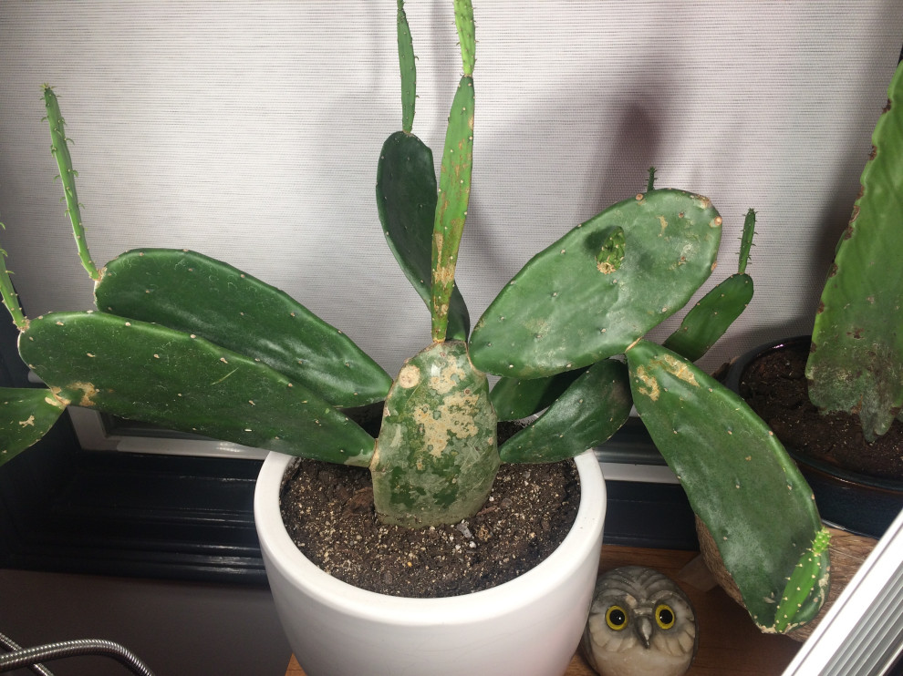 Does my cactus have a disease?