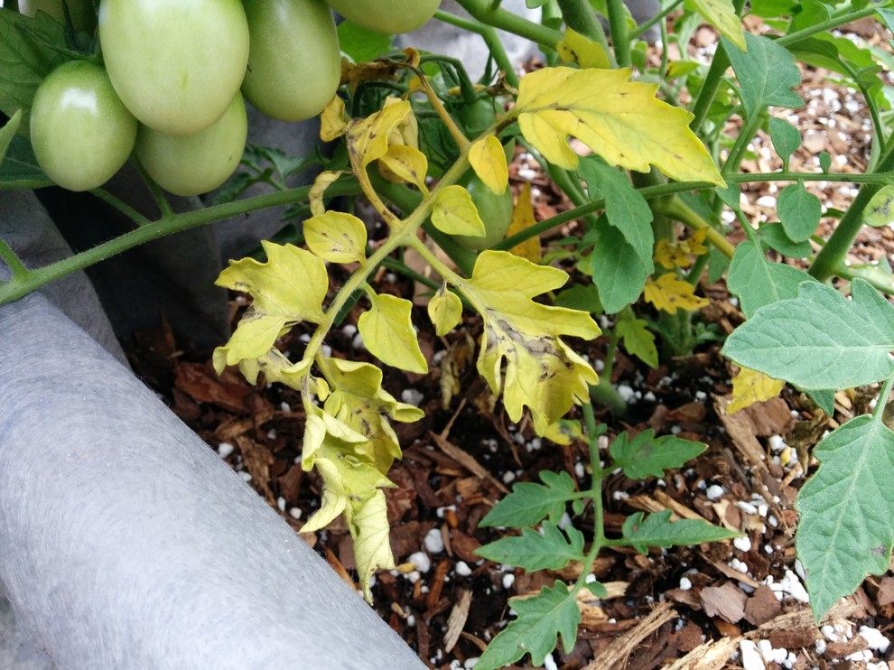 Tomato leaves turning yellow overnight