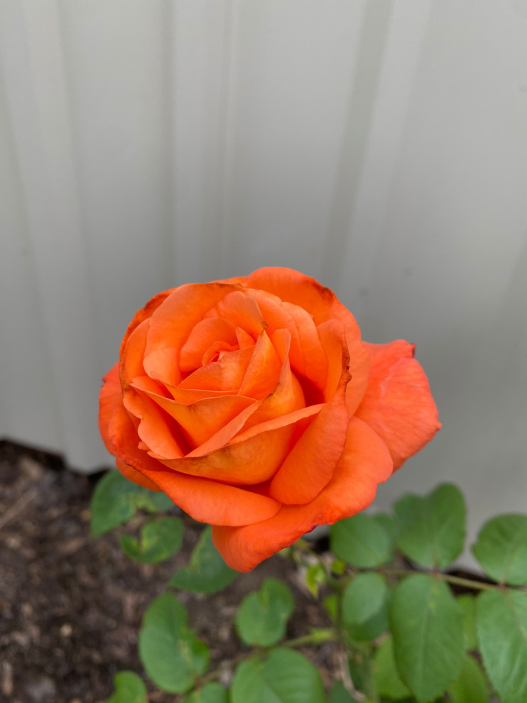 Rose Insisde Body “Body bag” Roses | Houzz Forum