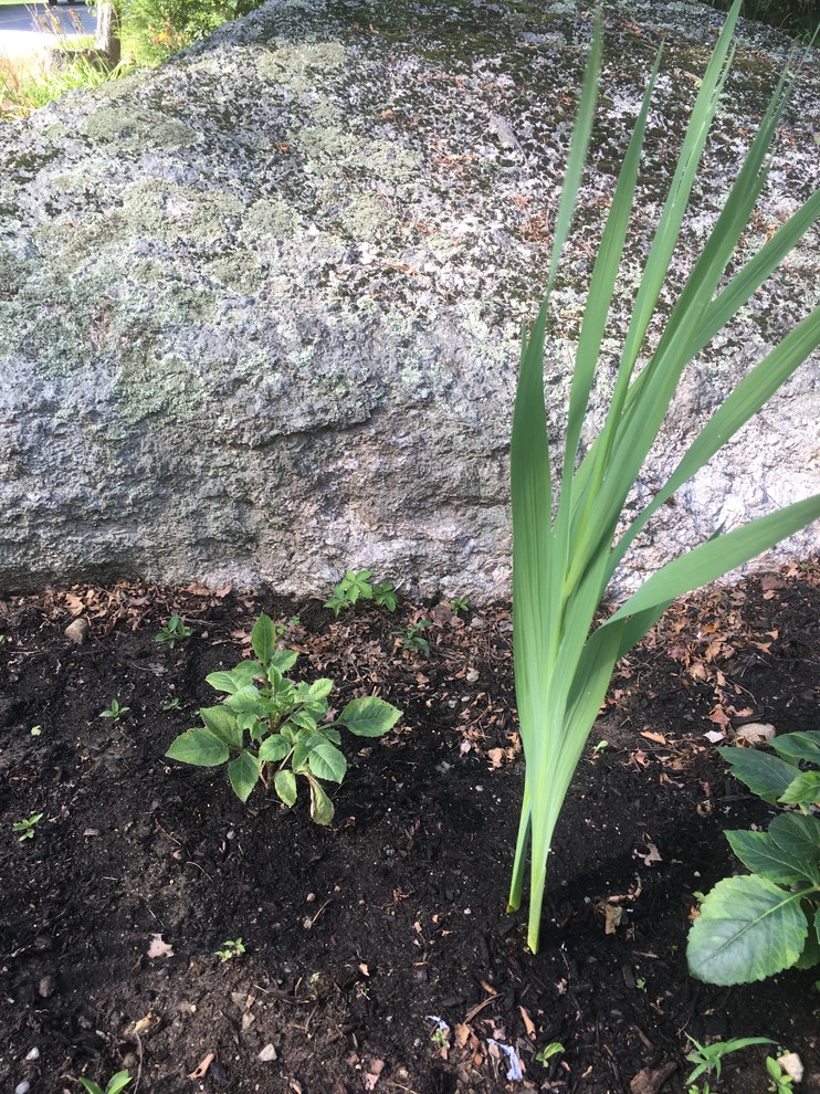 Dahlias growing but not blooming