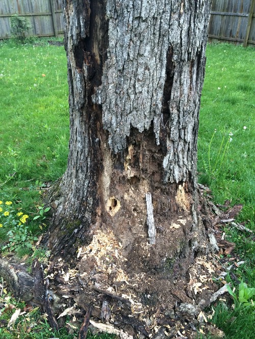 Oak tree bark falling off