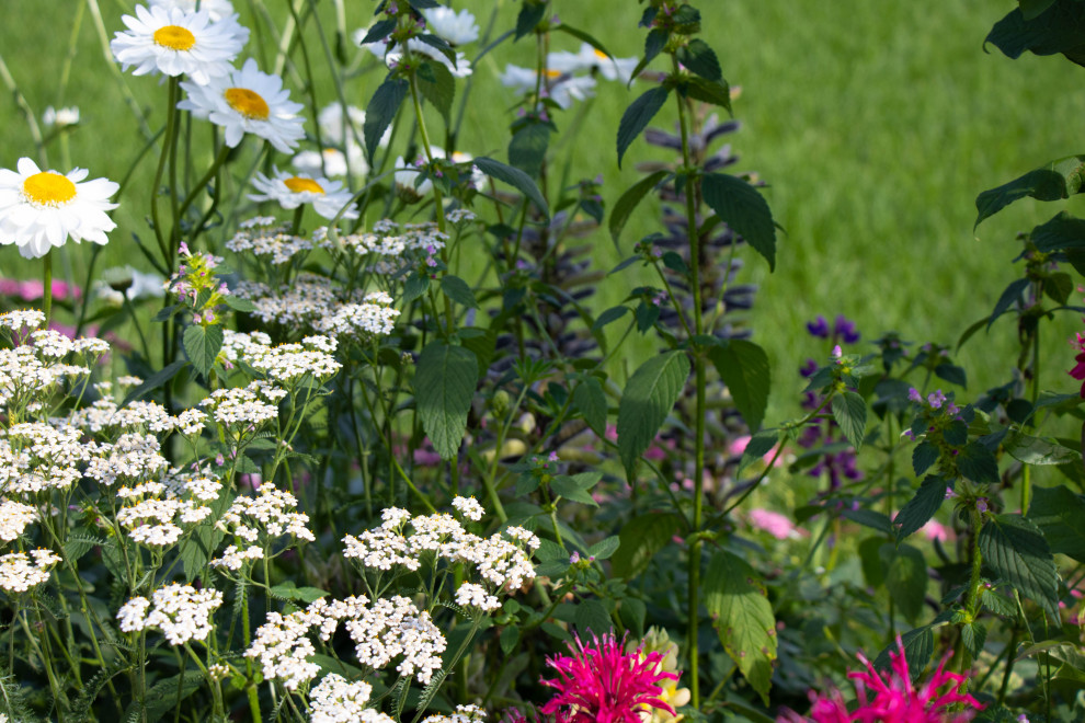 Сосновые берега