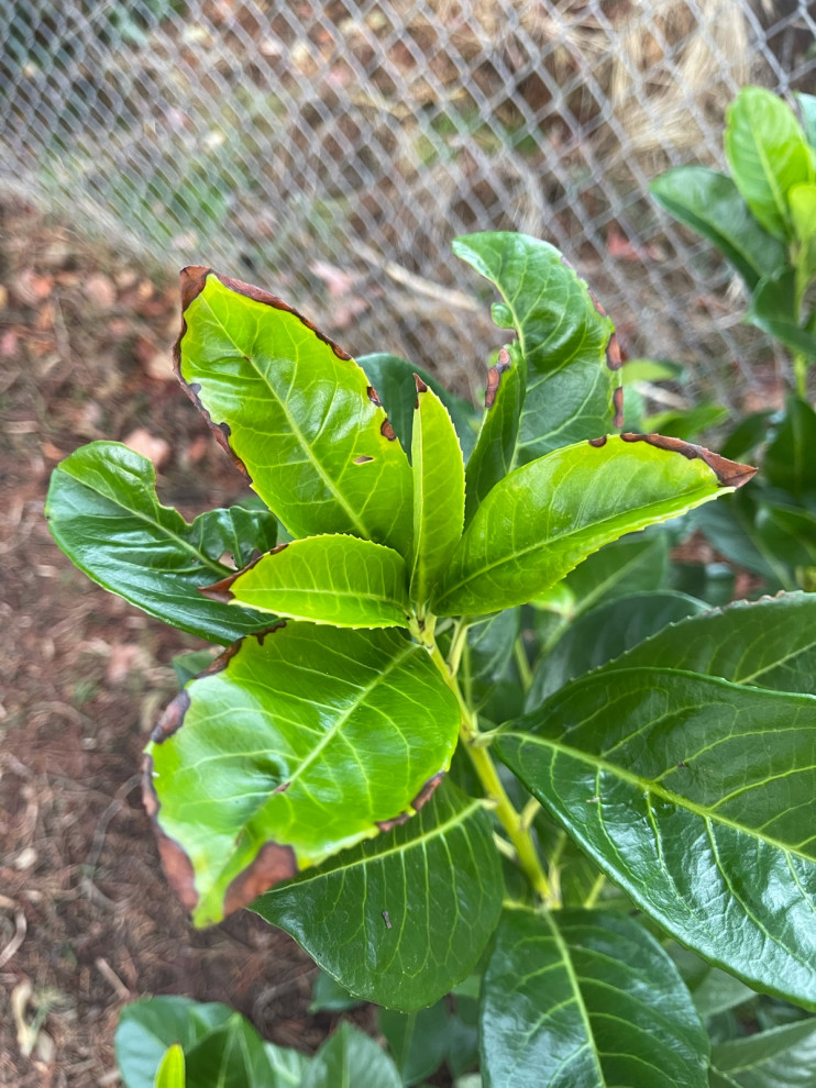English laurel new leaves turning brown on edges