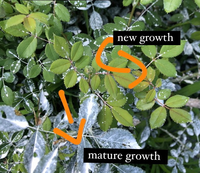 Kaolin clay (Surround WP) on roses to deter Japanese Beetles