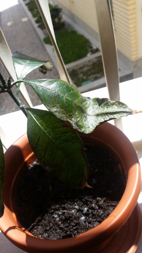Mango Leaves Turning SOLID Brown!