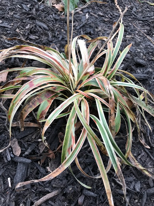 Help With Liriope Disease