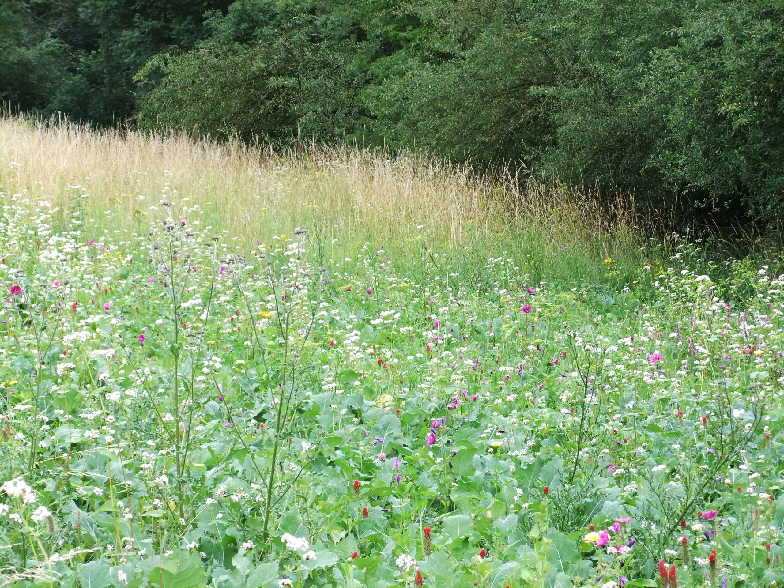 Meadow
