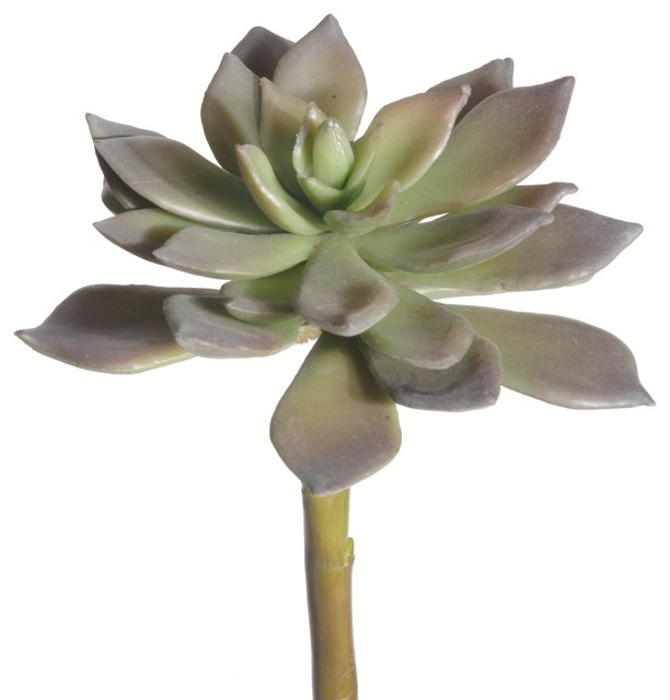Echeveria Succulent (Pack 0F 12)