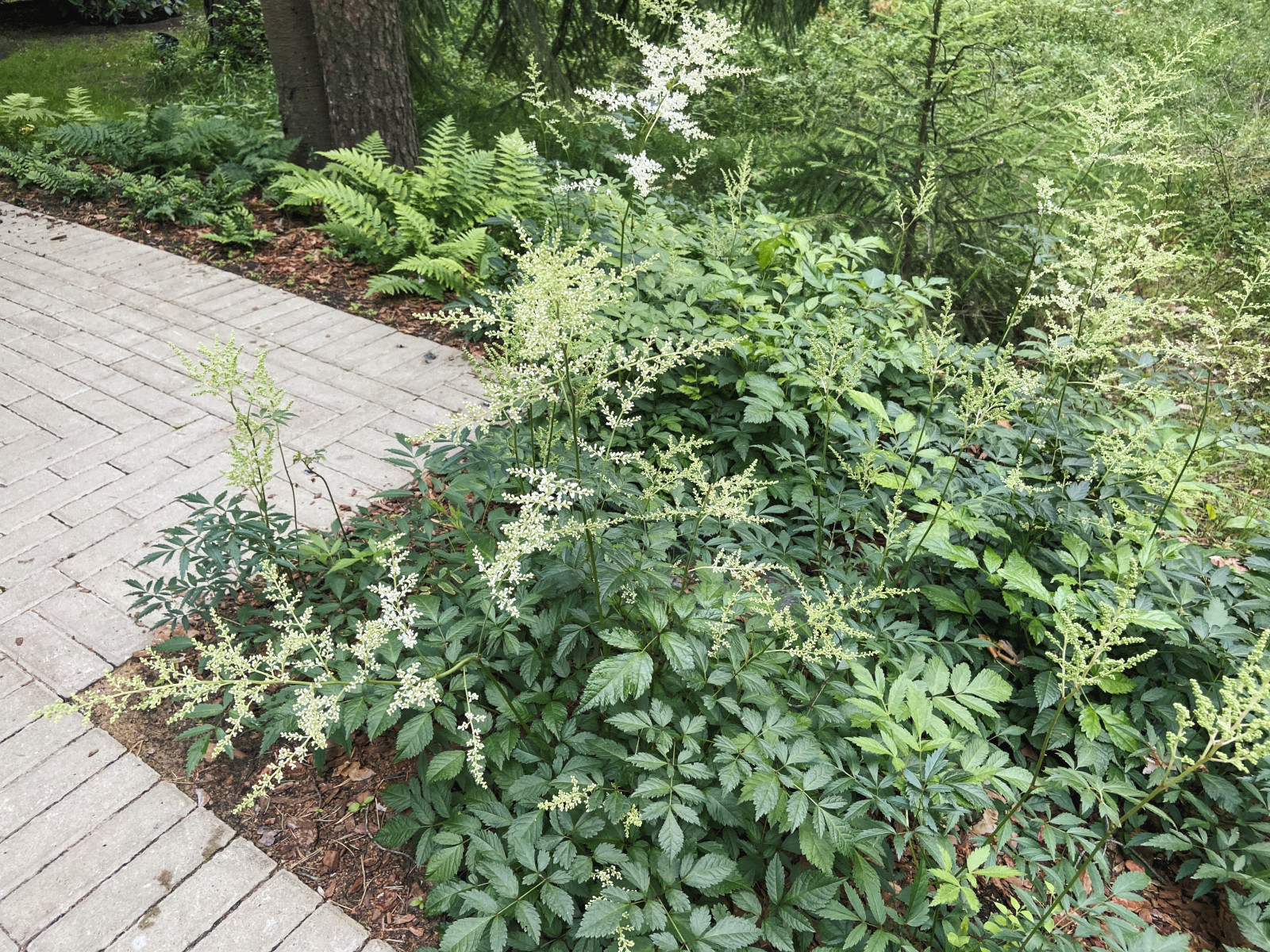 Тенистый сад