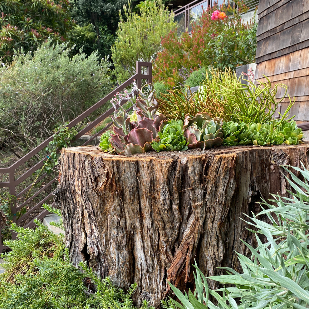 Succulent Walls & Pots