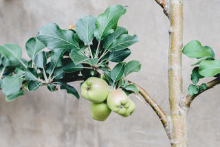 12 Gardening Ideas You Can Count as Resolutions (13 photos)