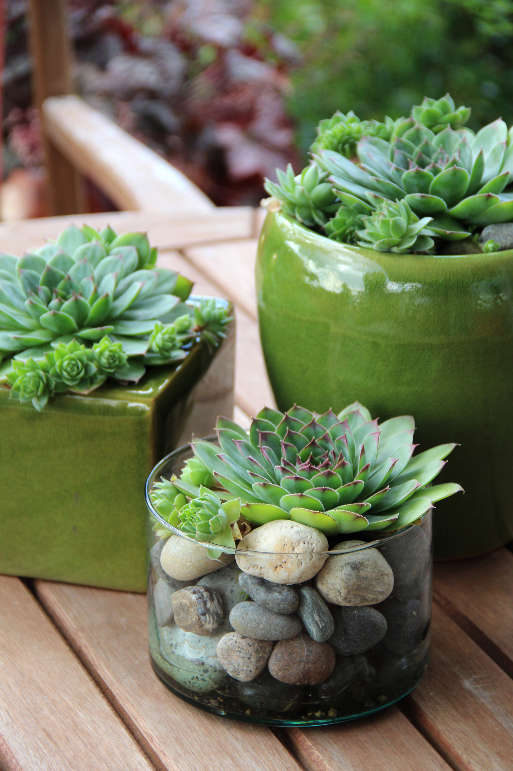 Plant These 12 Succulents for Instant Impact in Containers