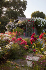 When Should You Prune Your Trees and Shrubs?