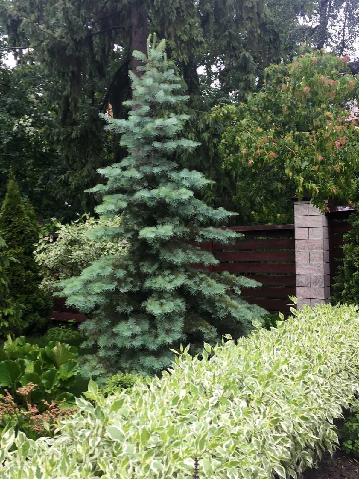 Сосновый Бор 2017.