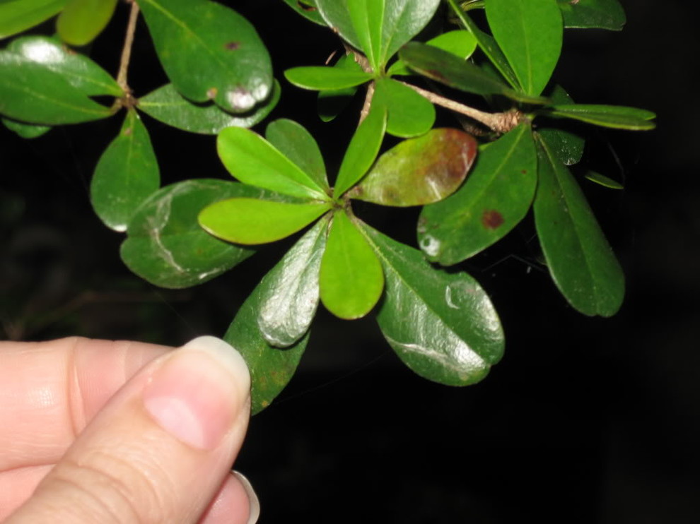 Do olive trees have thorns?