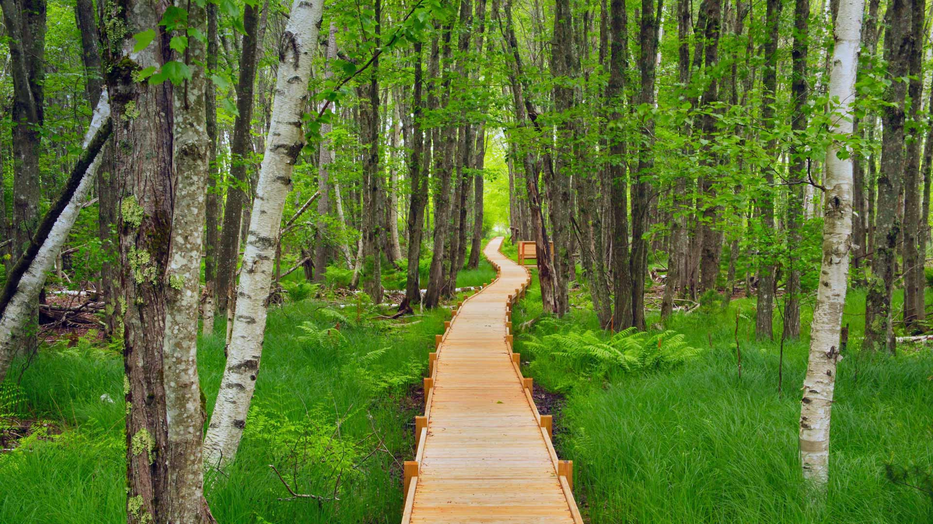 The Board walk through Wetland by Peter Atkins and Associates