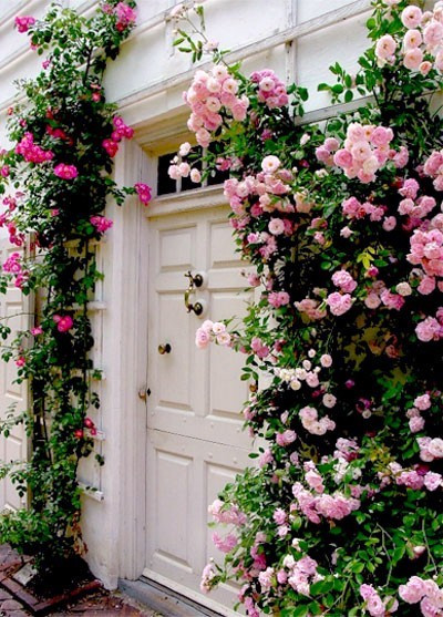 Roses Planted over Front Door
