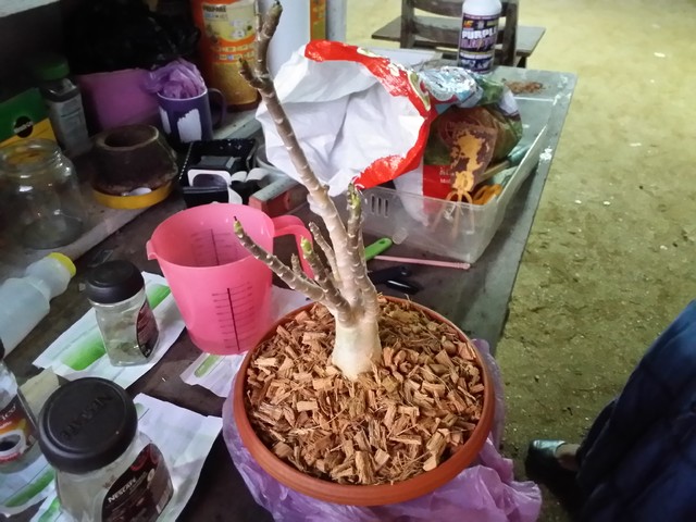 Dinoadenium 