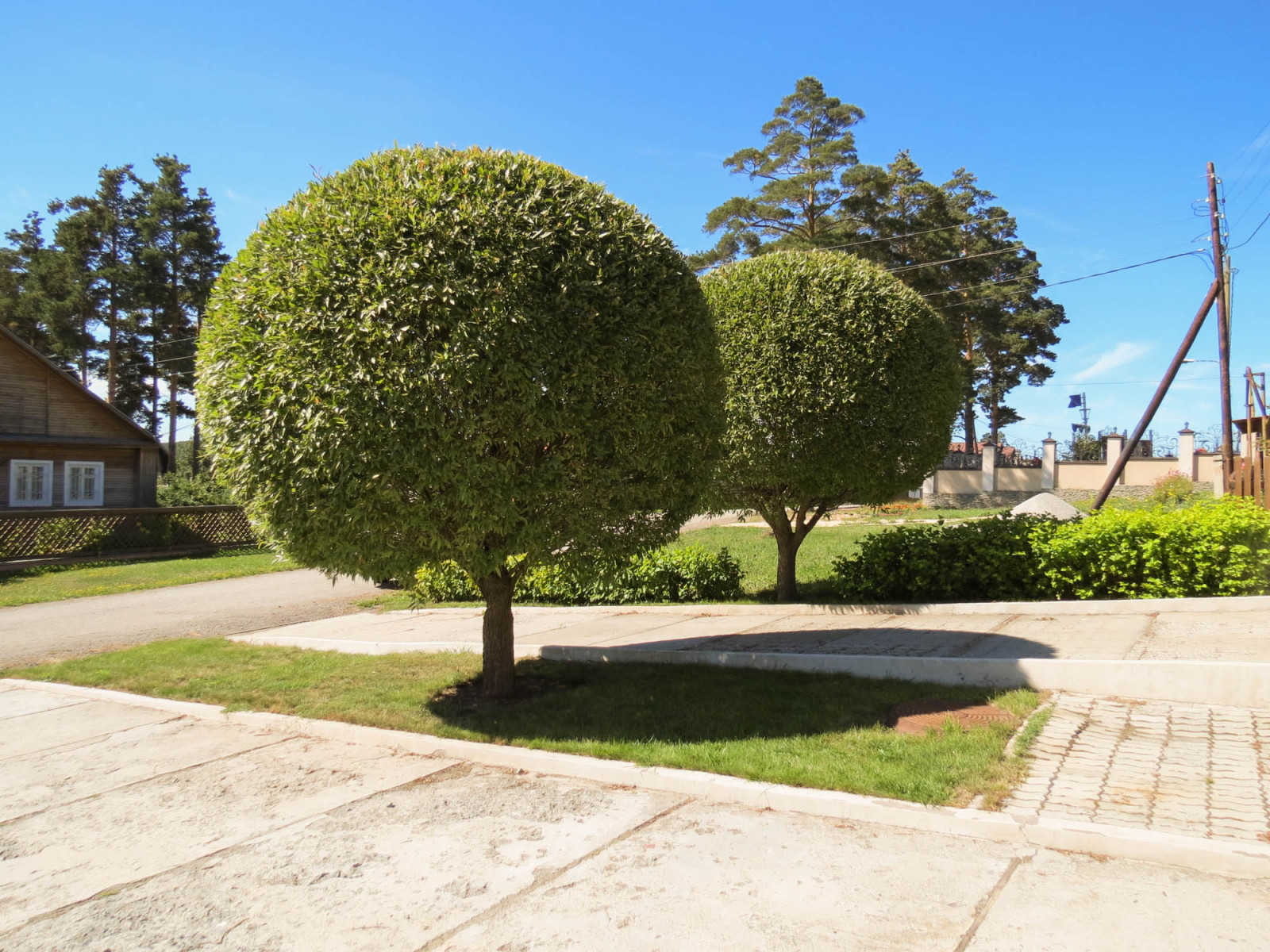 Искусство стрижки и формовки на наших объектах