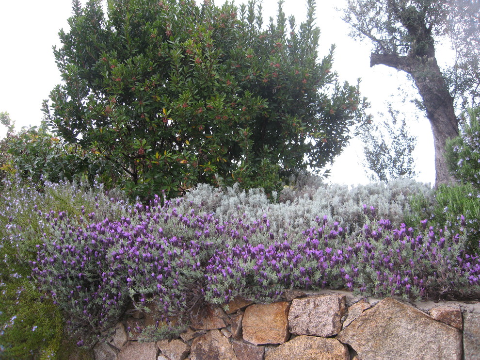 This is an example of a mediterranean garden in Cagliari.