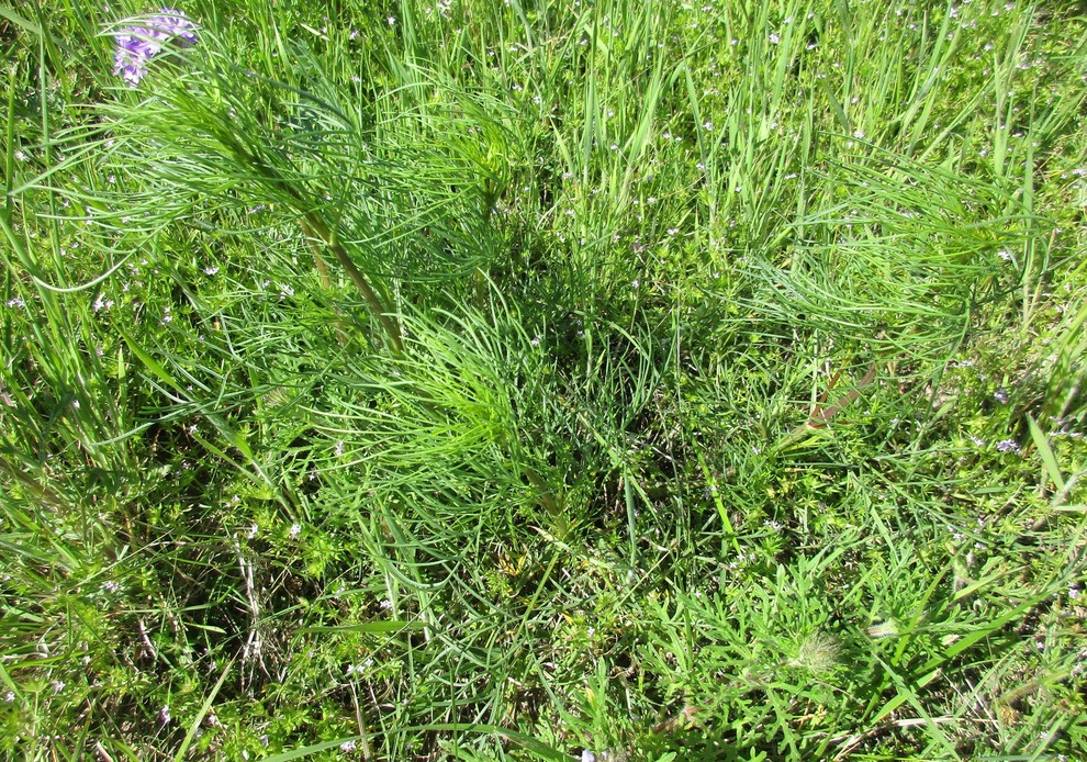 Pine Treelike "Weed?"