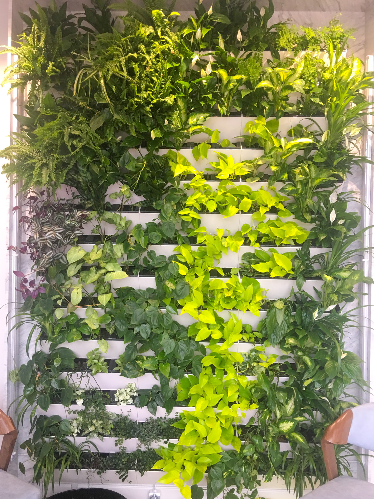 Зеленая живая стена