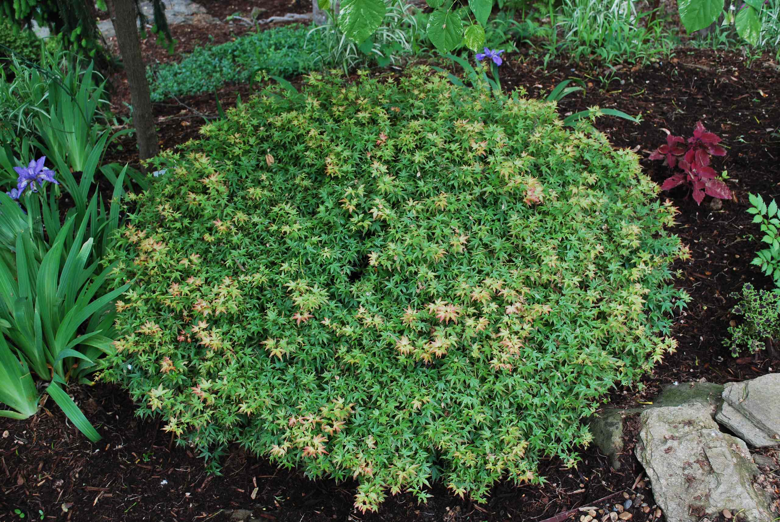 Kiyohime Japanese Maple