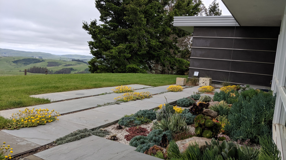 Photo of a mid-sized contemporary backyard full sun xeriscape in San Francisco with with flowerbed and natural stone pavers.