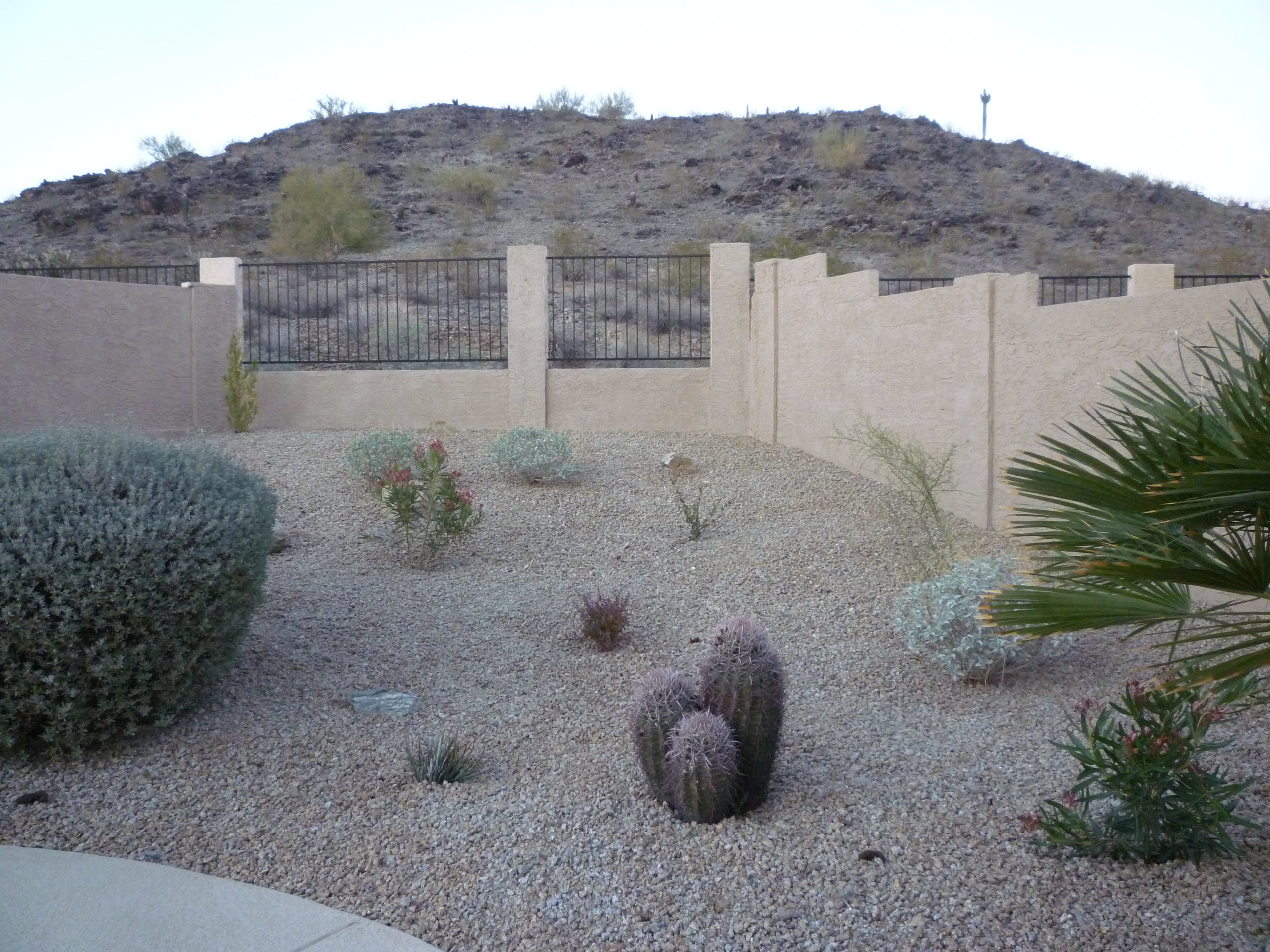 Backyard Desert Planting