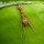 Ants Control Brisbane
