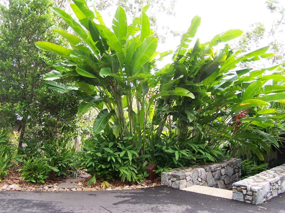Inspiration for a large tropical partial sun garden in Townsville.