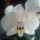 Last commented by Myco _