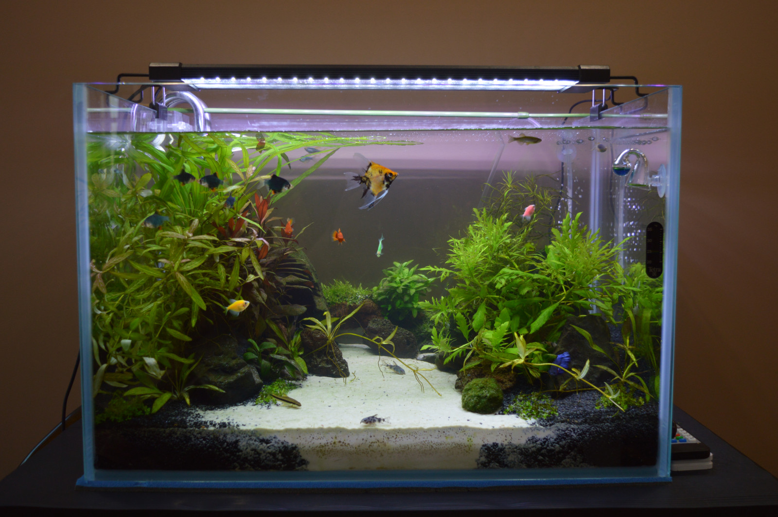 Аквариум (акваскейп) для гостиной