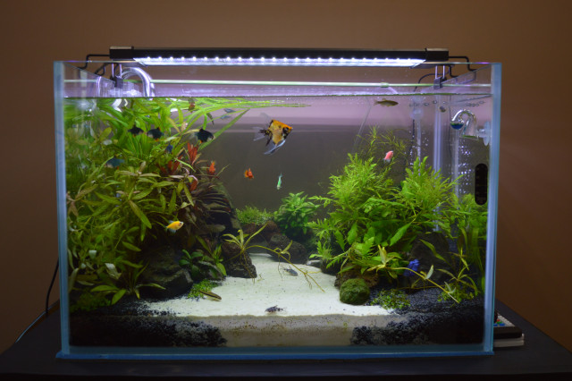 Aquascape Promotion: Акваскейпинг: Дизайн аквариума