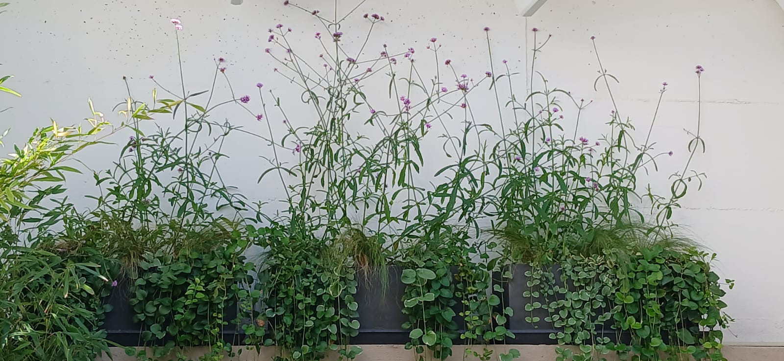 Realizzazione Wild in the city