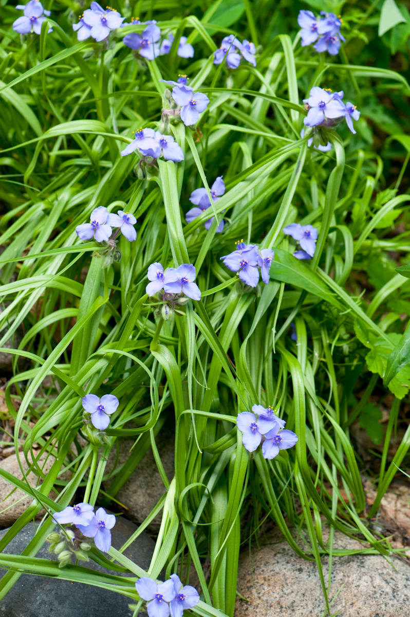 Great Design Plant: Tradescantia Ohiensis Adds Shades of Blue
