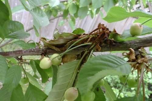 cherry tree pests plum and cherry tree diseases cherry tree pests plum and cherry tree diseases