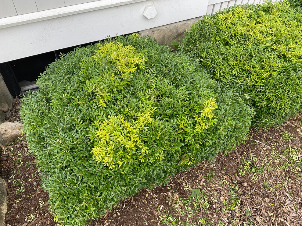 yellow leaves on boxwoods