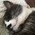 catherine_fauvel53