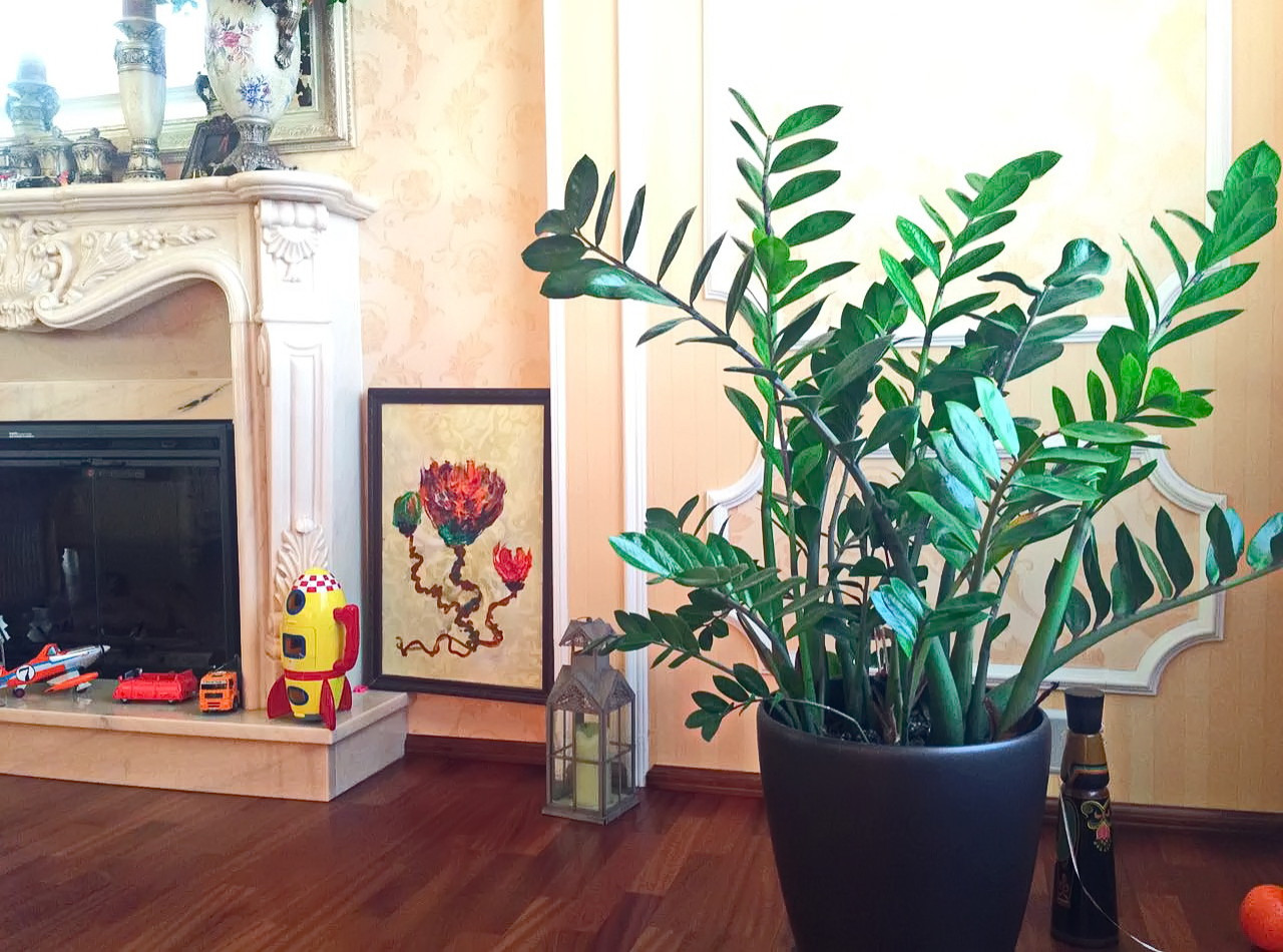 Озеленение частных квартир