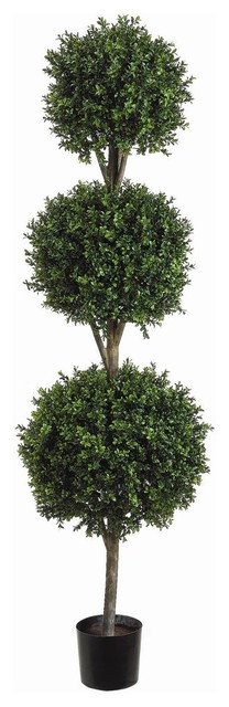 6 Foot Tall Triple Ball Boxwood Topiary Plant Transitional 6 Foot Tall Triple Ball Boxwood Topiary Plant