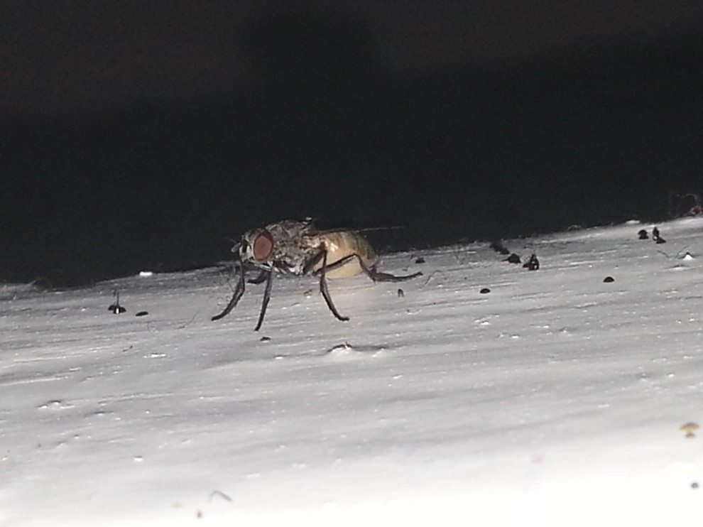Traveling Insect identifying flying insect | Houzz Forum