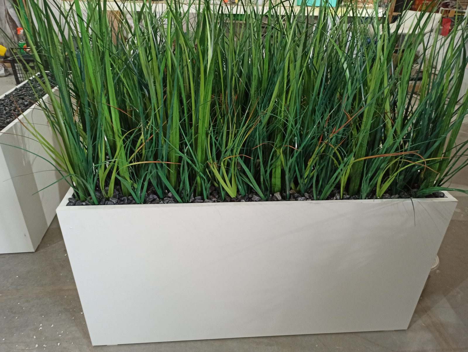 Трава осока (контейнерное озеленение)