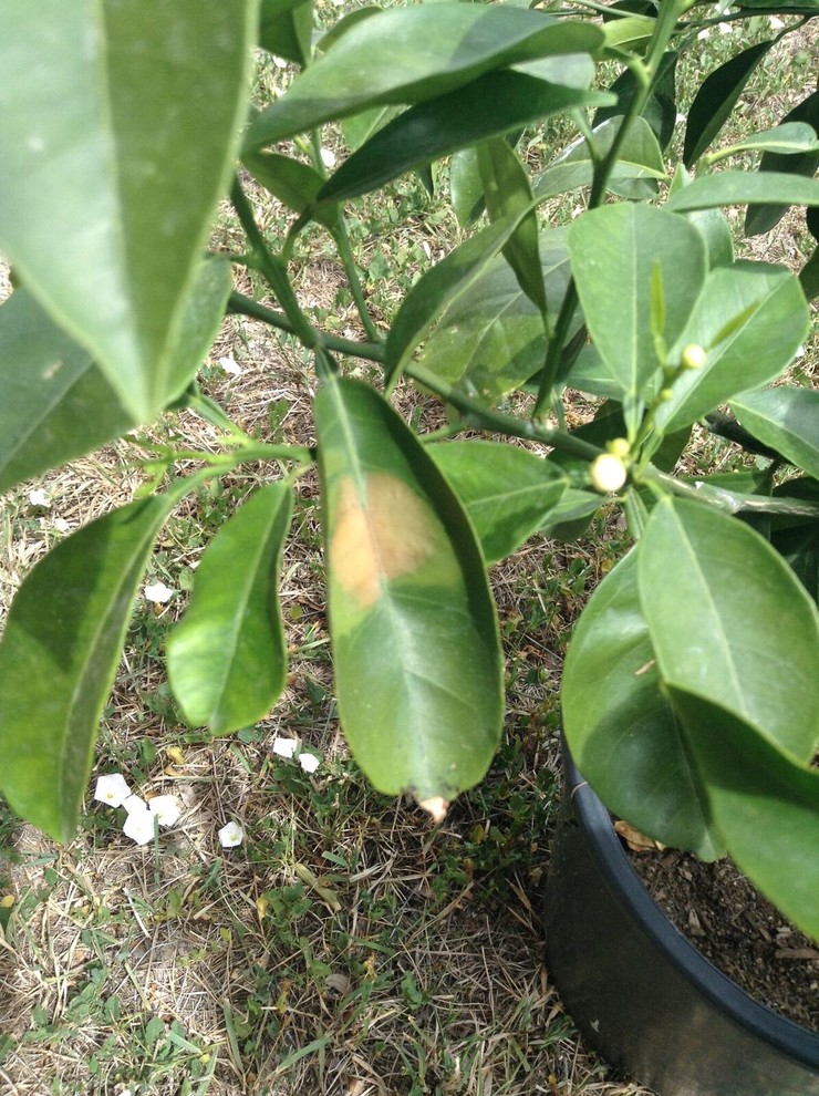 Is my orange tree okay?