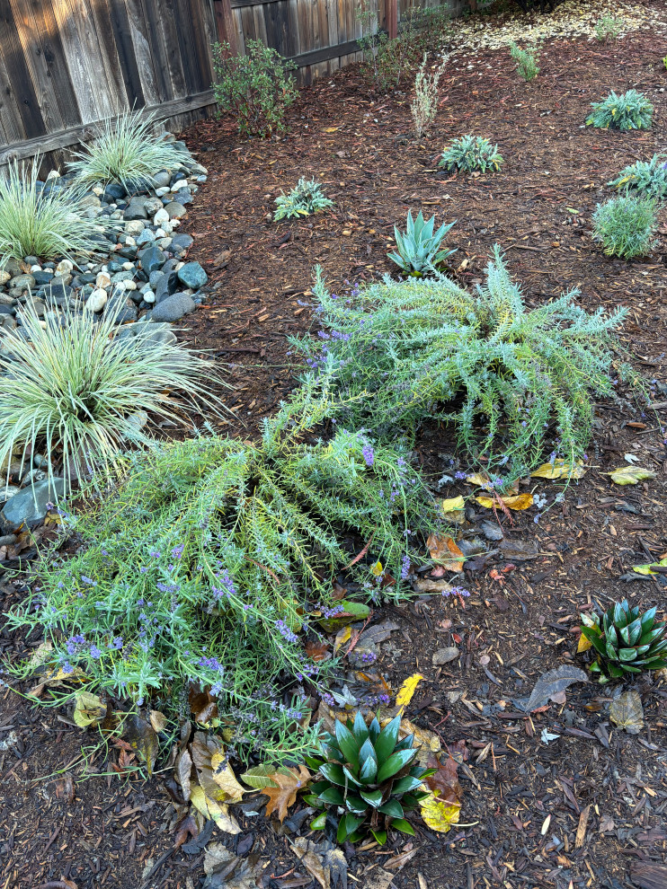 Why is my lavender growing sideways?