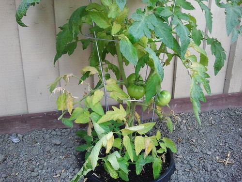 Tomato Plants Yellowing Leaves At Bottom - tomato plant leaves turning yellow at bottom