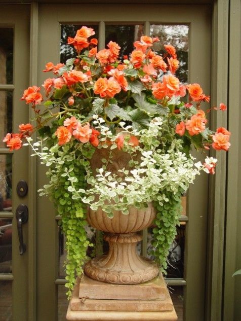 Peach Begonias, Lime Light Liquorish and Creeping Jenny. Wow what a focal point. This property had olive paint at the doorway to this conservatory so I wanted to highlight the space and welcome visito