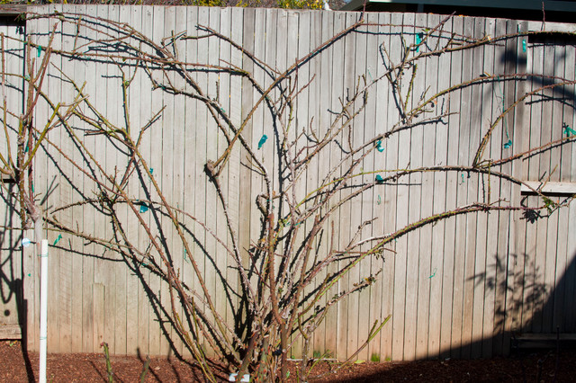 013.Rose Pruning Tips 